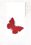 Plakat spektaklu Madame Butterfly